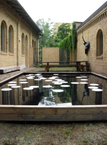 Inge Gutbrod, Seerosen im Steingarten, 2007